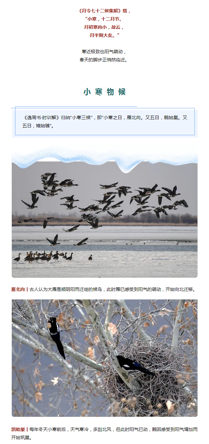 2022年（第2期）：小寒今日至，年味已冒頭_02